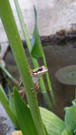 Pacific Tree Frog