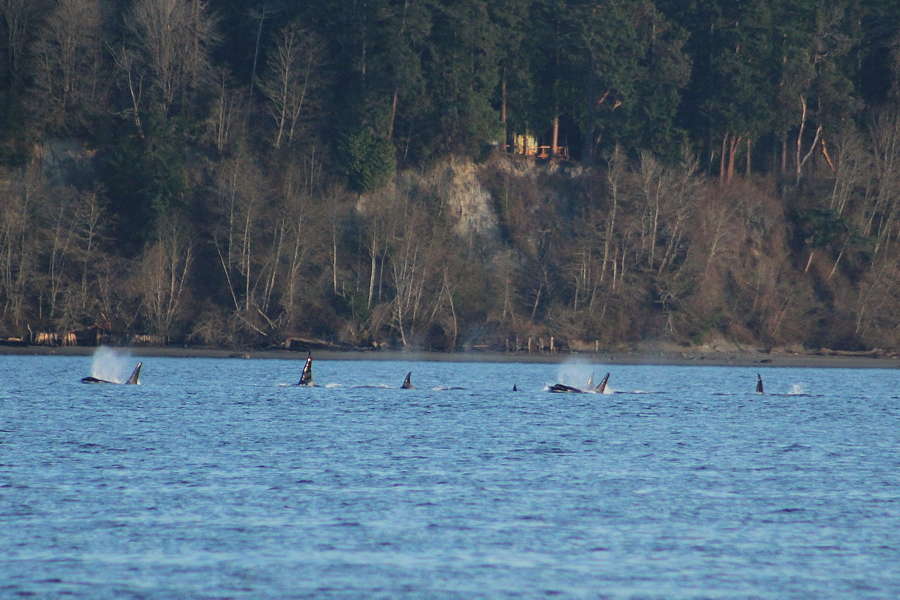 Kitsap Orcas