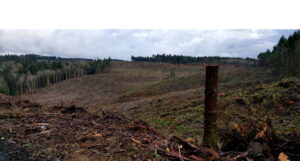 Clear Cut Logging, Hansville, WA