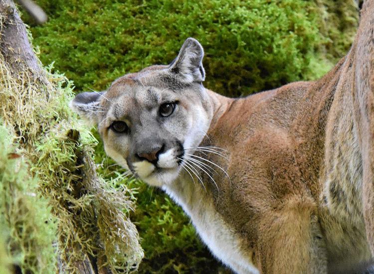 Female Cougar in Olympic Penn.