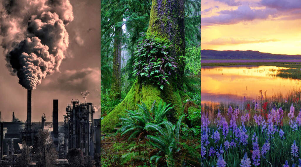 Collage of plant, forest & lake