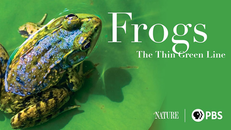 Frogs: Thin Green Line movie poster