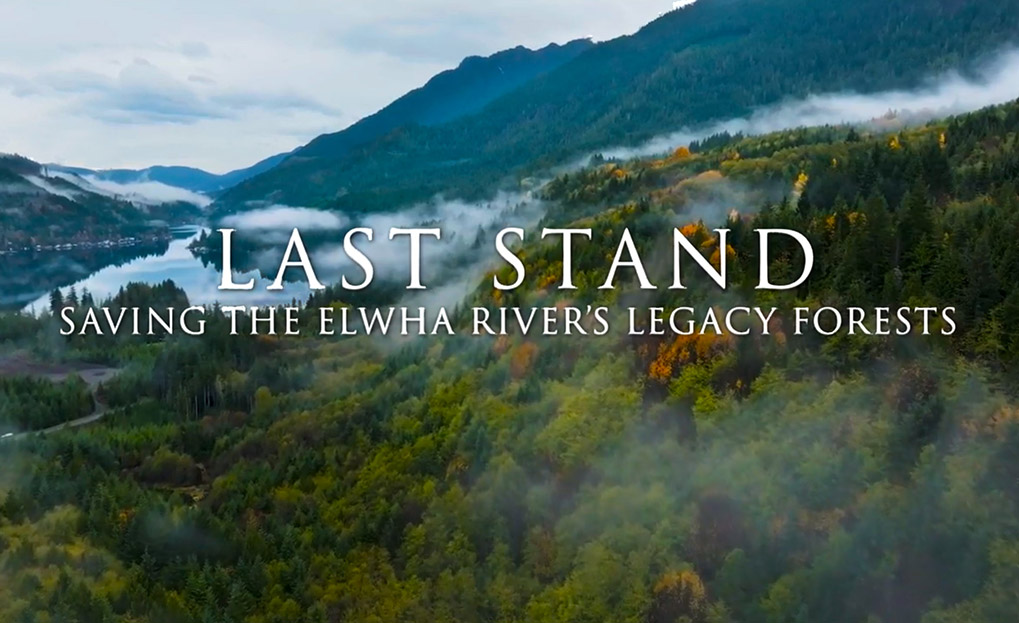 Last Stand | Saving the Elwha River's Legacy Forest