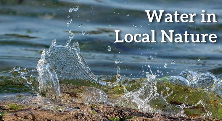 Water in Local Nature title graphic