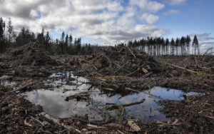 Plateau section showing destruction from clear cutting of Pt. Gamble Forest Heritage Park, Poulsbo, Washington March 2021