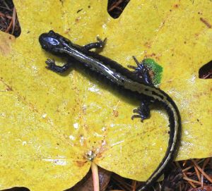 Salamander photo by Nancy Sefton